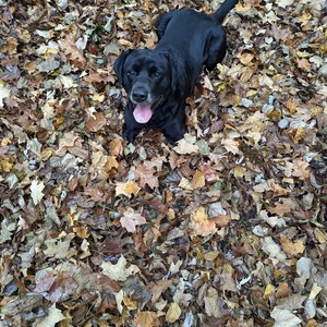 Fundraising Page: Max Kara Dixon